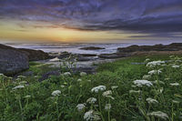 Sea and flowers