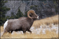 Sun Canyon Ram