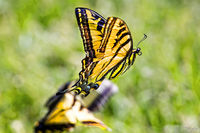 Butterfly Mating Dance