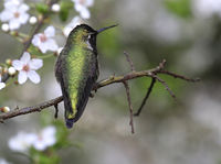 Annas in plum tree
