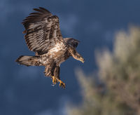 B.C. Eagle