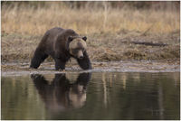 Grizzly