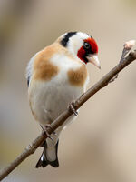 Goldfinch 