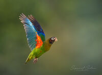 Brown hooded parrot