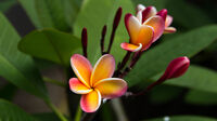 Rarotonga Plumerias