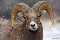 Munching Ram