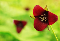 Southern Red Trillium