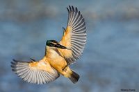 Sacred kingfisher with a small crab