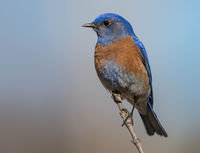 Bluebird