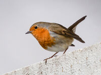 European Robin