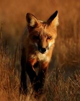 Fox at sunset