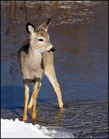 Wading Whitetail