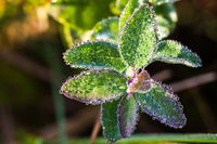 (Walk Me Out) In the Morning Dew