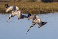 Tandem Diving