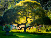 Tree of Life