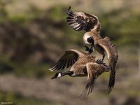 Canada Geese having a scrap