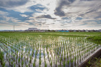 Early Morning Rice Fields - Nagoya