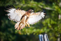 Red-Tailed Hawk in for the Landing