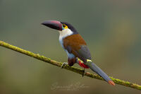 Black billed mountain toucan