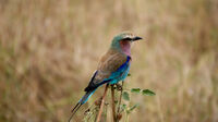 African Safari - Tarangerie Park Bird