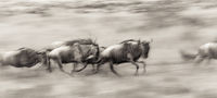 Wildebeests in Migration