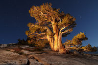 Olmstead Juniper at Night