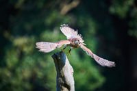 Saker Falcon call