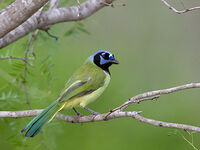 Green Jay