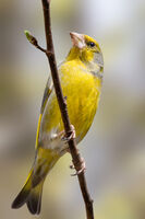 Greenfinch