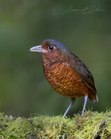Giant Antpitta 
