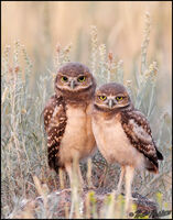 Owlet Siblings